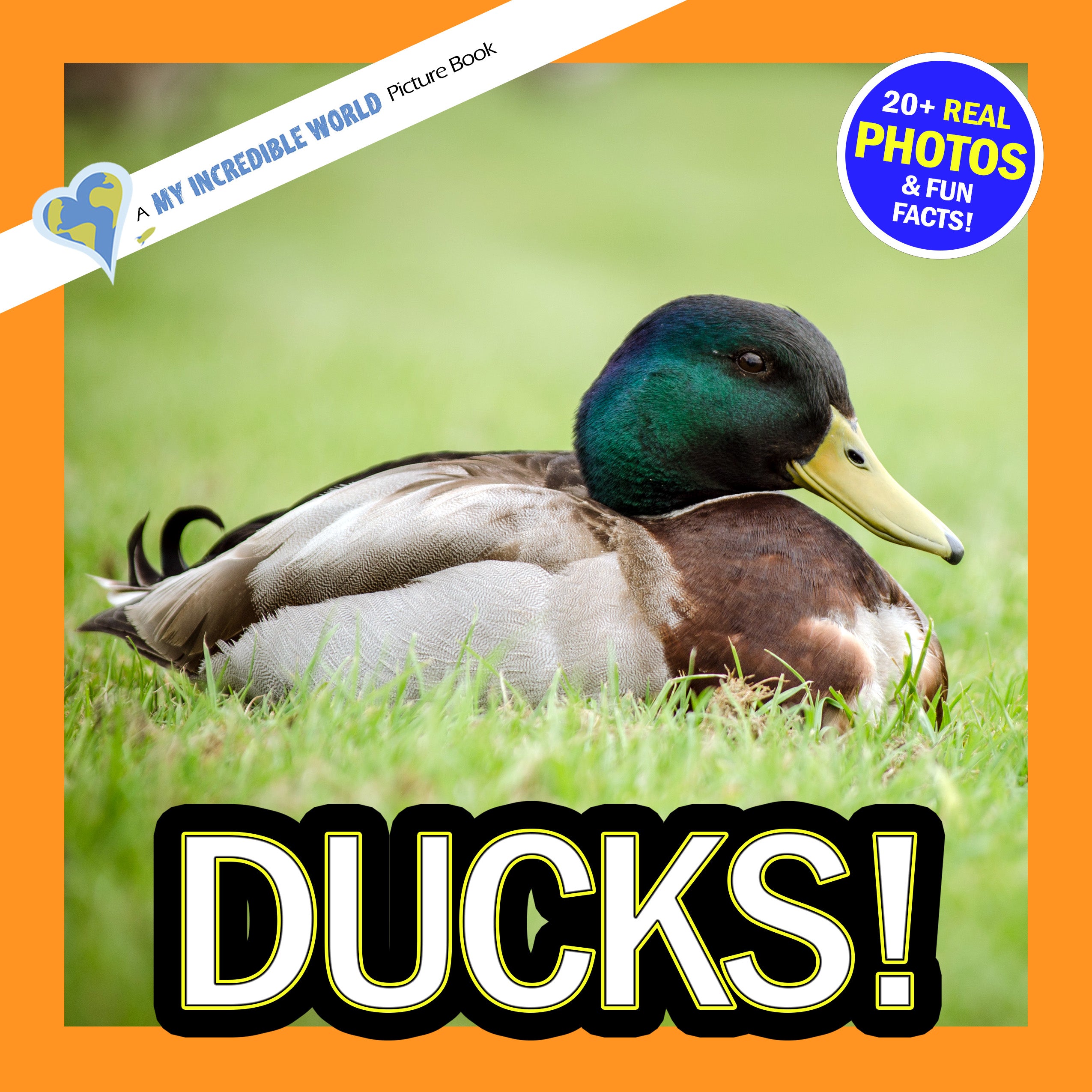 Ducks! A My Incredible World Picture Book for Children